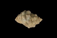 藏品(蚵岩螺)的圖片